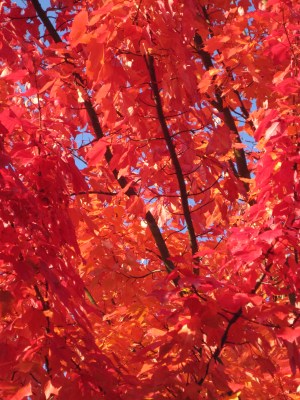 This tree, visible from my window, had been daring me to photograph it for days...